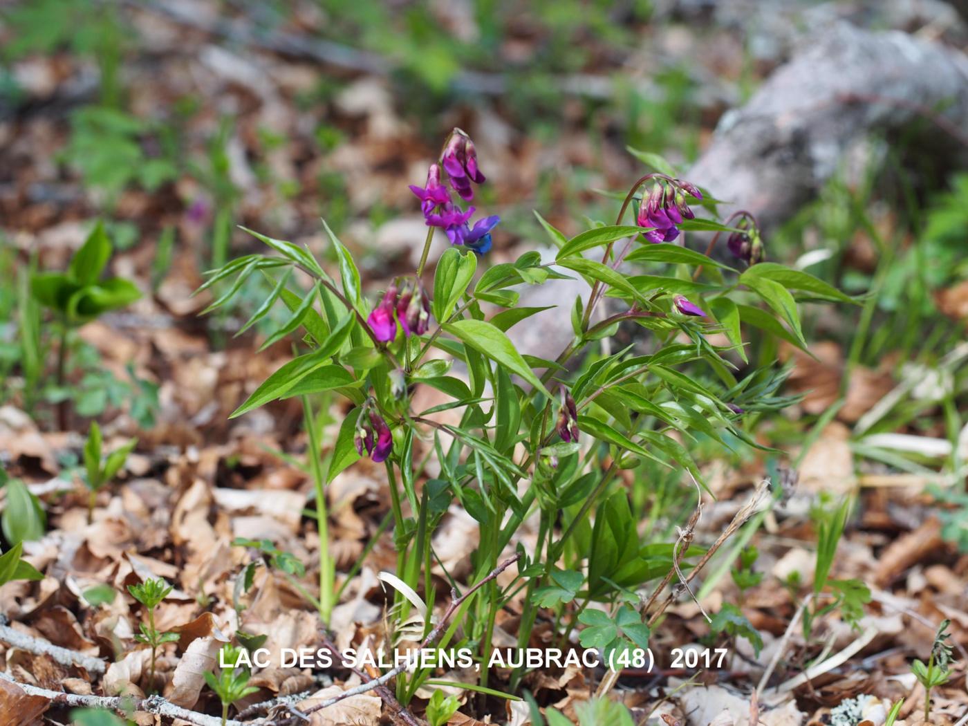 Pea, Spring plant